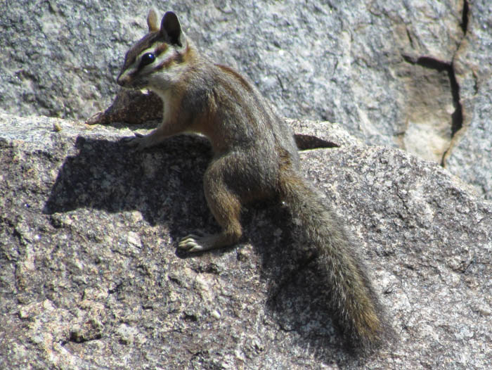 Cliff Chipmunk