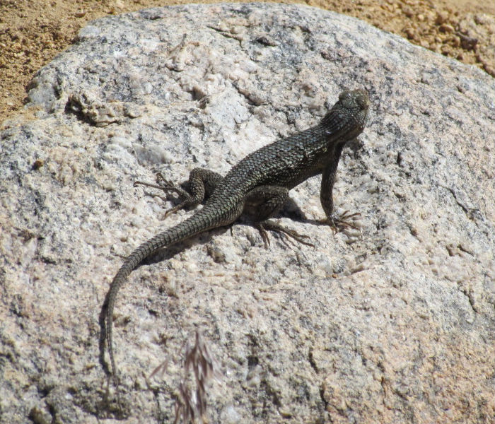 Plateau Fence Lizard