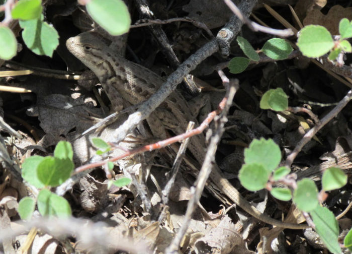 Sagebrush Lizard