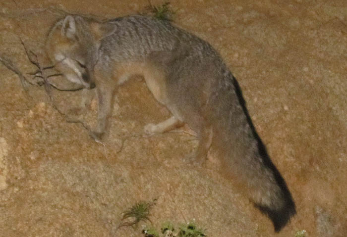 Gray Fox