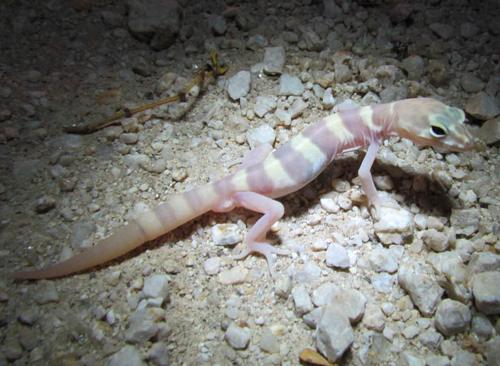 Desert Banded Gecko