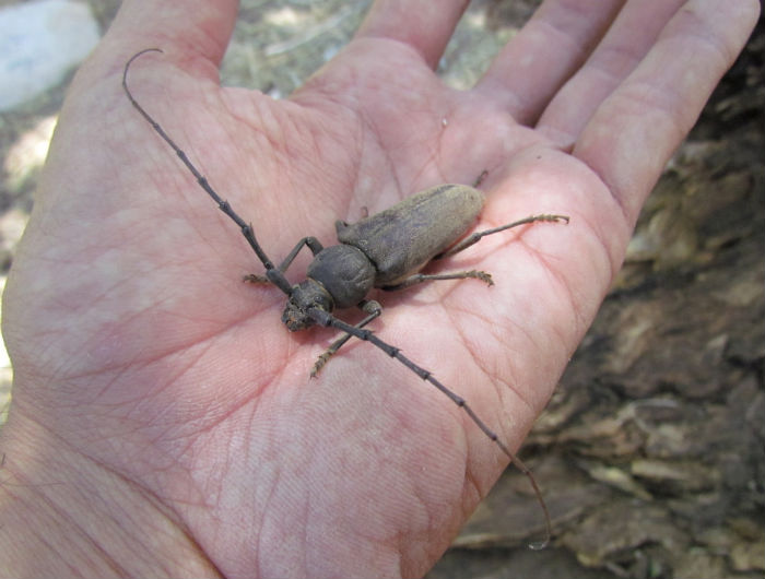 Palo Verde Root Borer