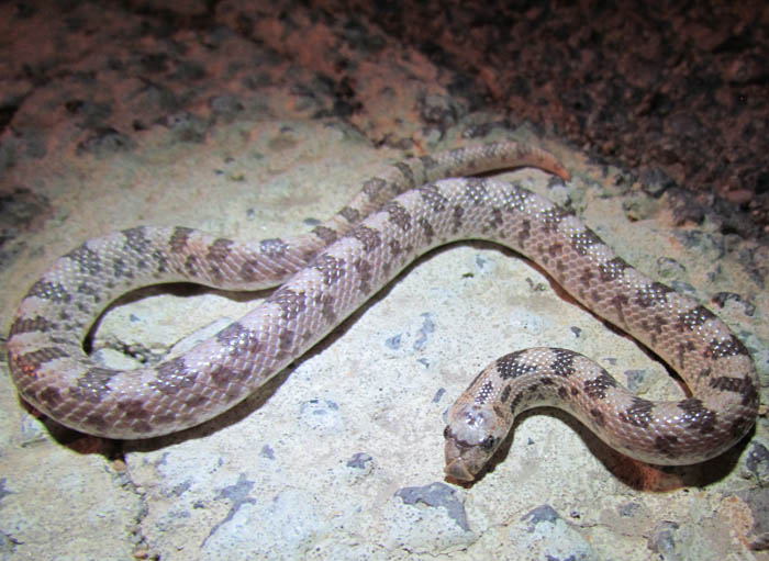 Spotted Leaf-nosed Snake