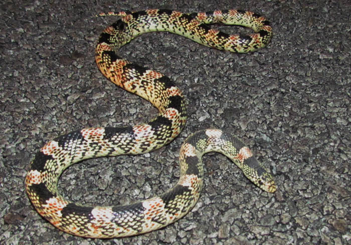 Longnose Snake