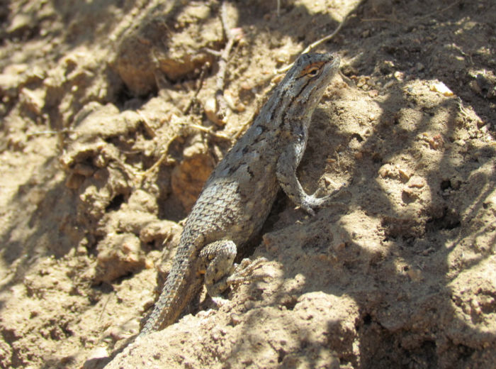 Plateau Fence Lizard