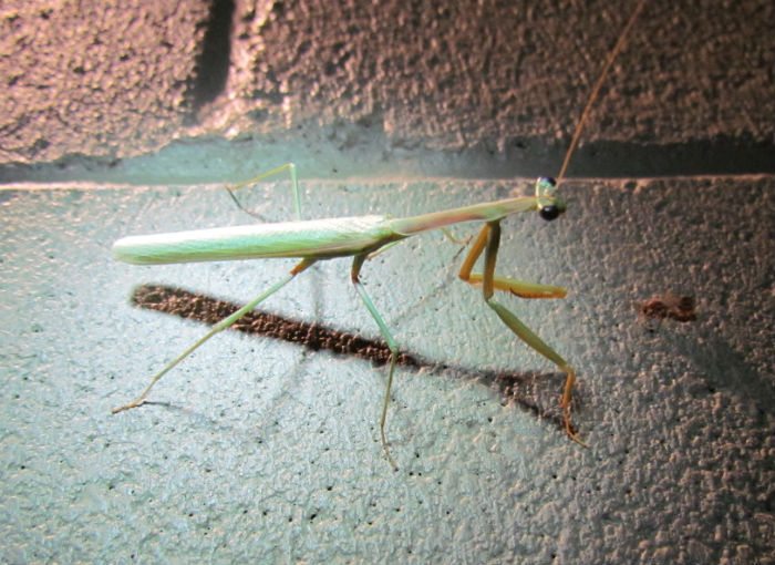 Mantid