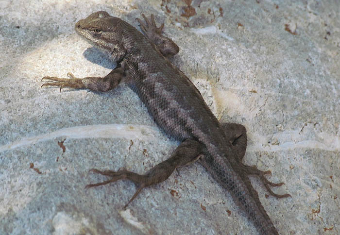 Sagebrush Lizard