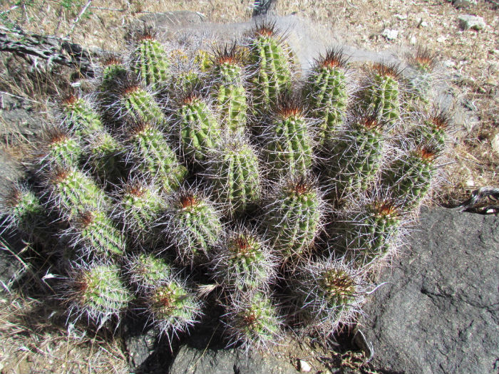 Claret Cup Cactus