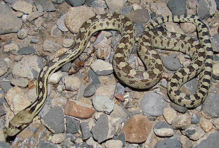 Great Basin Gopher Snake