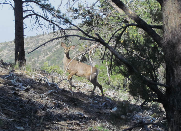 Mule Deer