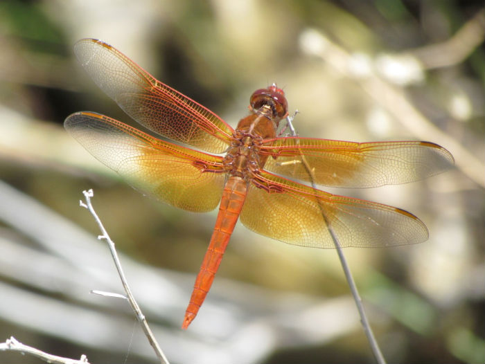 Flame Skimmer Dragonfly