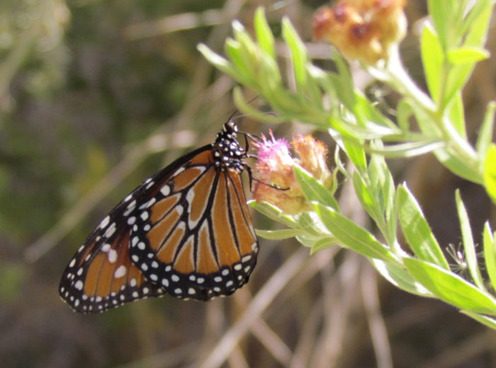 Queen Butterfly