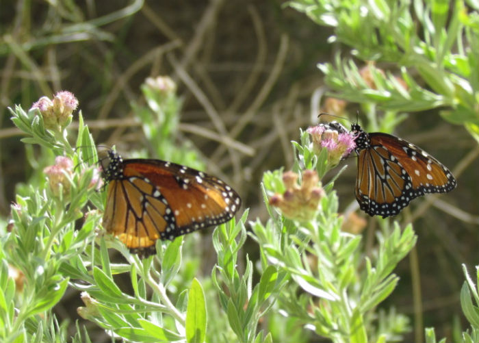 Queen Butterfly