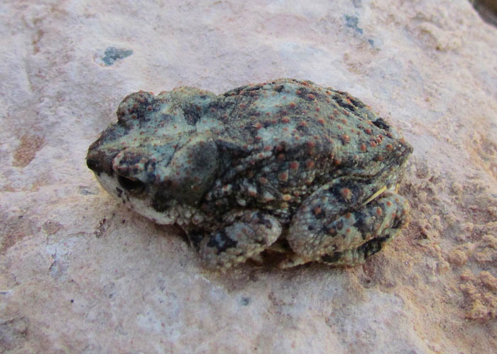 Red-spotted Toad