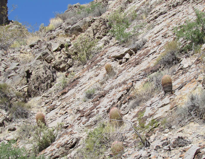 Rock Cacti