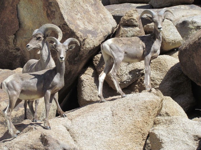 Bighorn Sheep