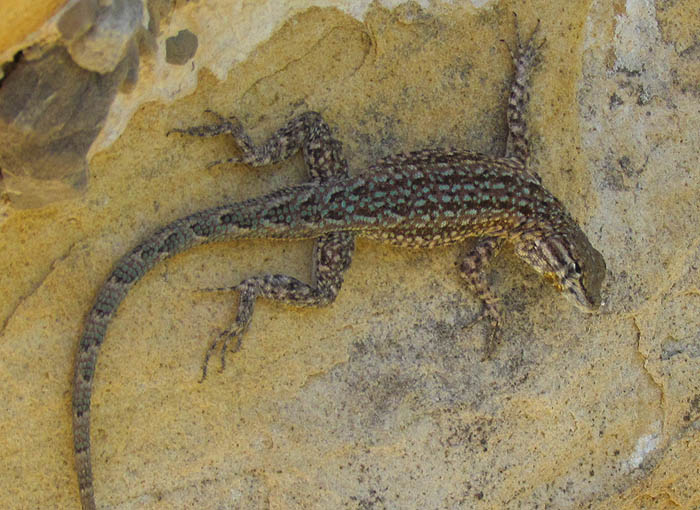 Side-blotched Lizard