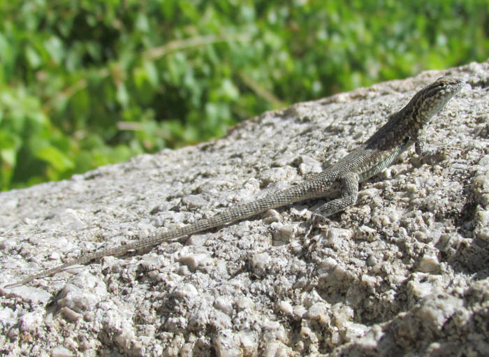 Side-blotched Lizard