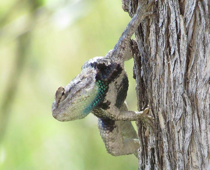 Spiny Lizard