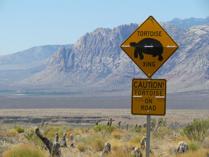 Tortoise Crossing