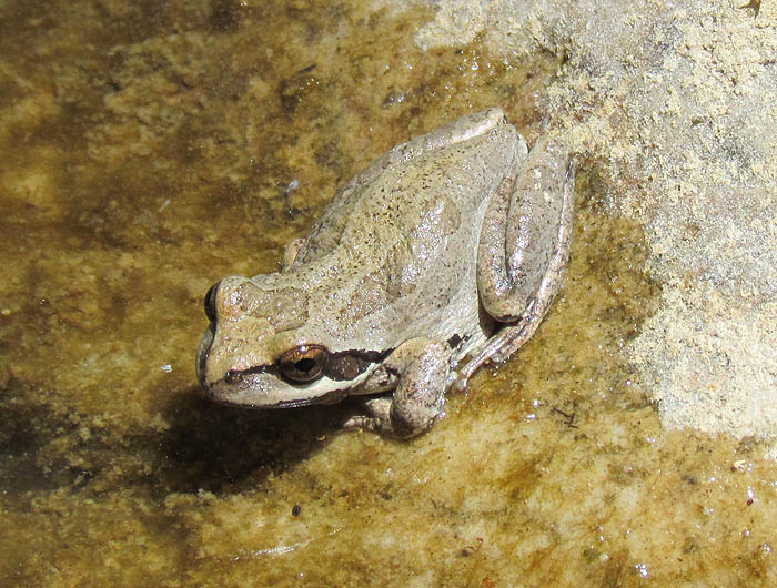 Pacific Treefrog