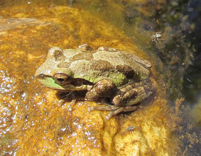 Pacific Treefrog