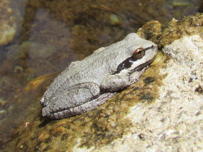 Pacific Treefrog