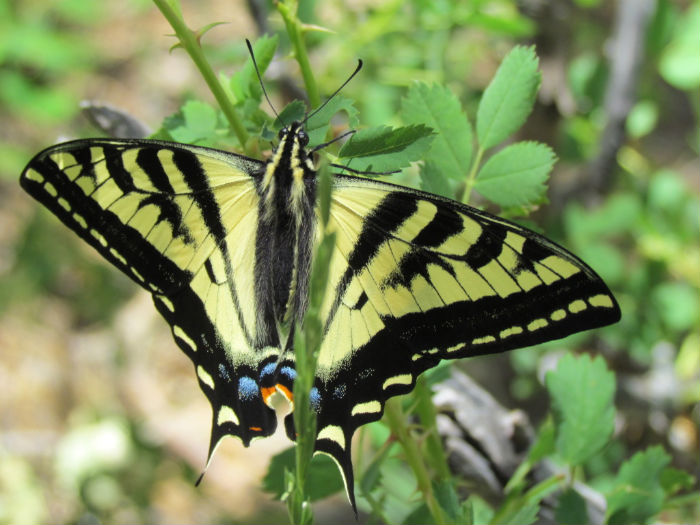 Western Tiger Swallowtail