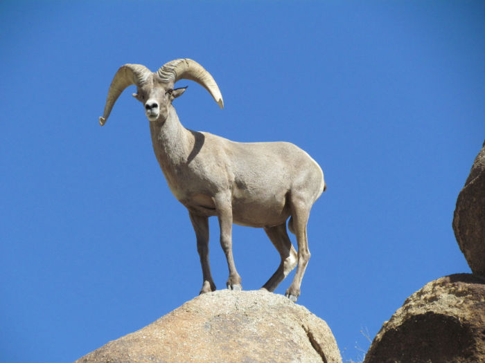 Bighorn Sheep