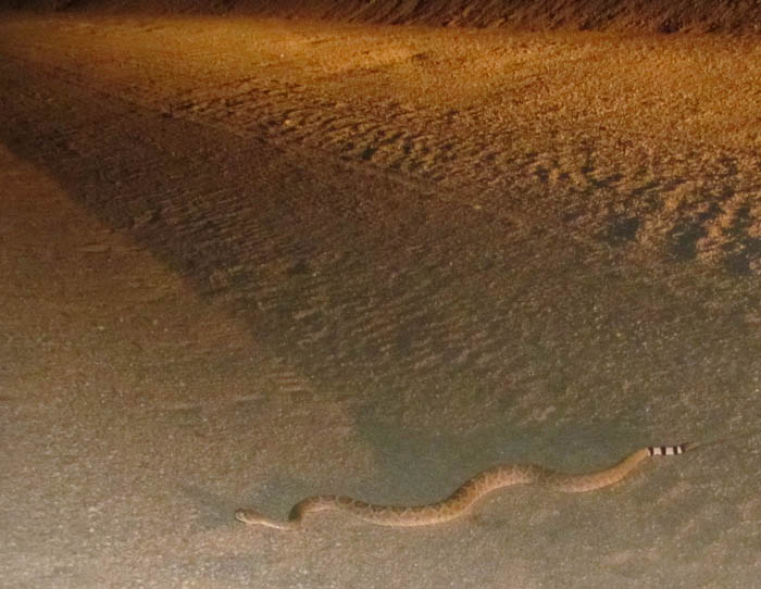 Western Diamondback Rattlesnake