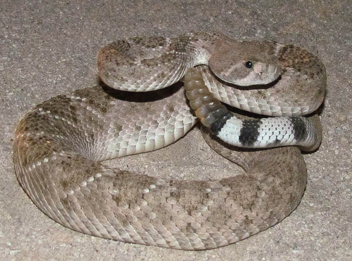 Western Diamondback Rattlesnake