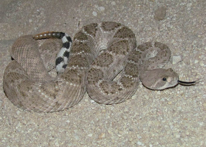 Western Diamondback Rattlesnake