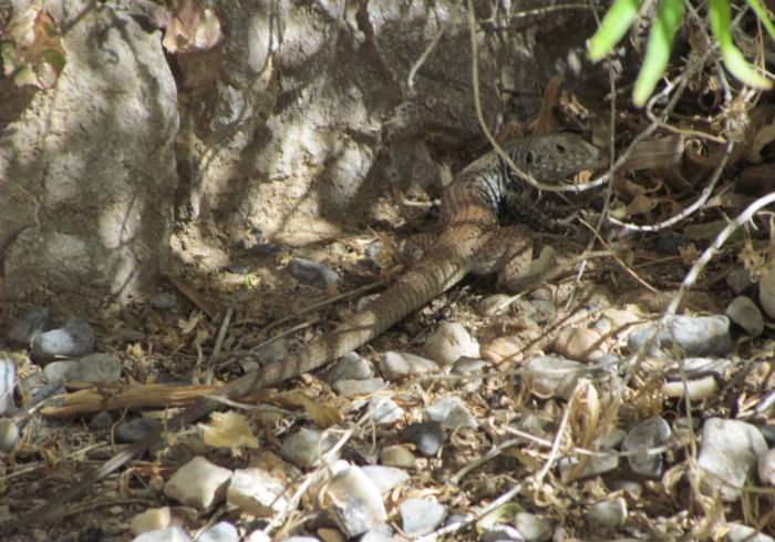 Tiger Whiptail