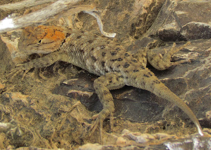 Spiny Lizard