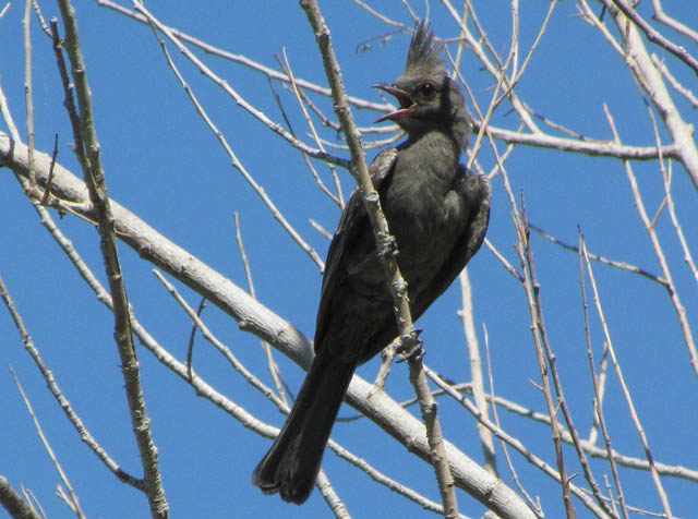 Phainopepla.