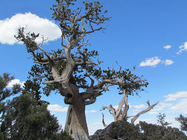 Bristlecone Pine