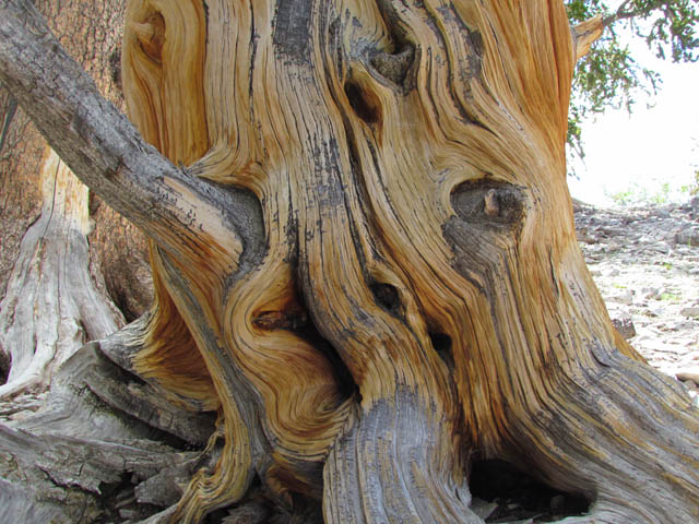 Bristlecone Pine