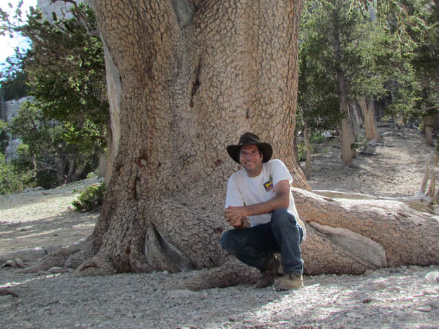 Bristlecone Pine