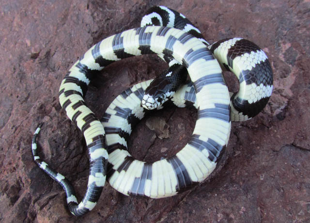 California Kingsnake