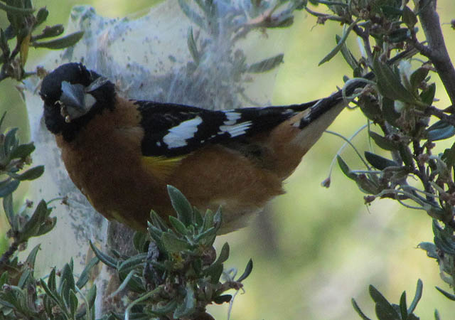 Black-headed Grosbeak