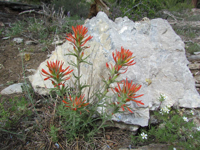 Indian Paintbrush