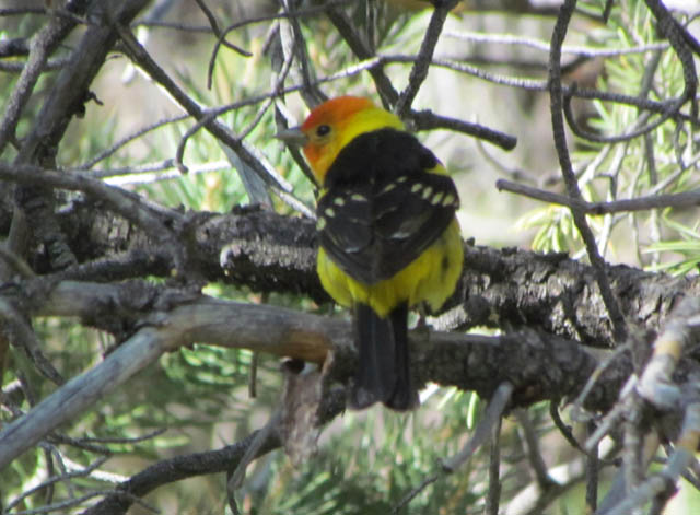 Western Tanager