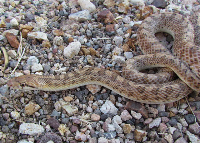 Desert Glossy Snake