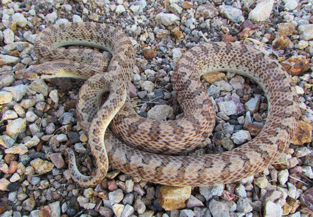 Desert Glossy Snake