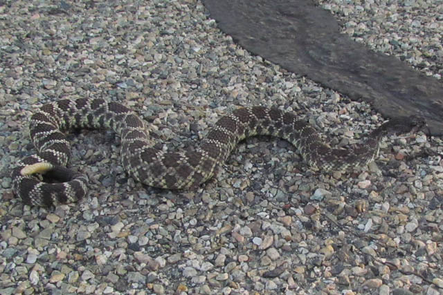 Southern Pacific Rattlesnake