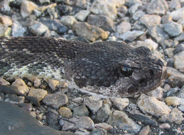 Southern Pacific Rattlesnake