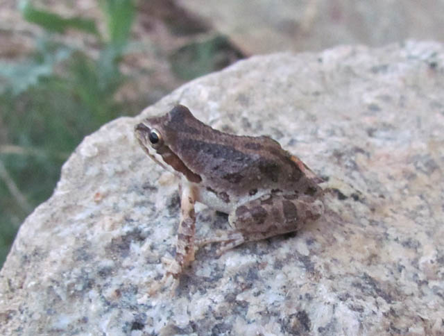 Baja California Treefrog