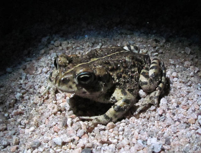 California Toad