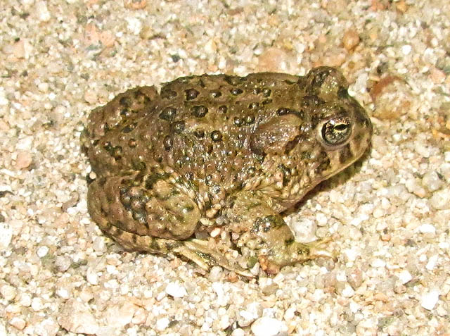 Arroyo Toad