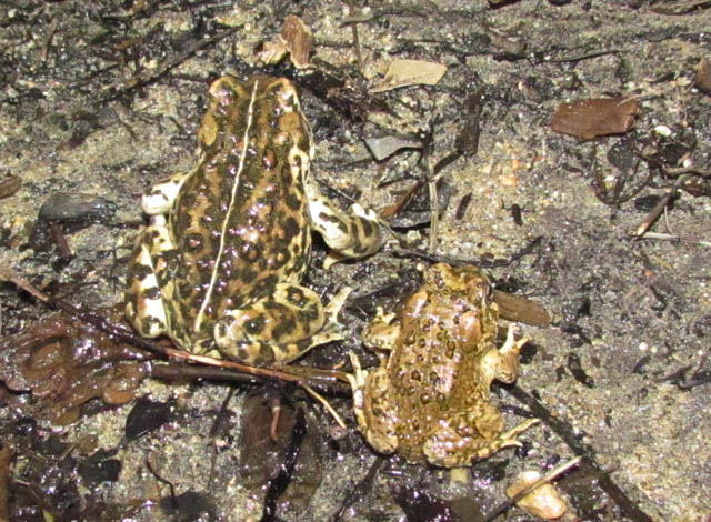 Arroyo Toad